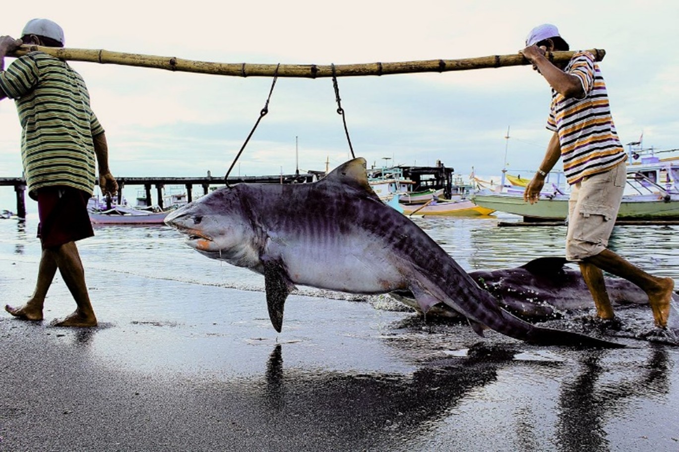 OBAT AJAIB ATAU RACUN TERTUNDA? Mengupas Manfaat Minyak Hiu vs. Bahaya Merkuri di Pasar Tanjung Luar